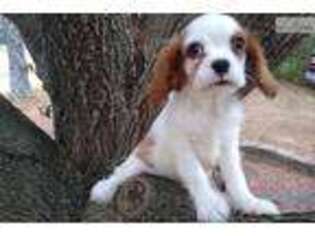 Cavalier King Charles Spaniel Puppy for sale in Florence, AL, USA