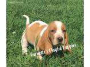Basset Hound Puppy for sale in Exeter, MO, USA