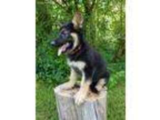 German Shepherd Dog Puppy for sale in Brandon, VT, USA