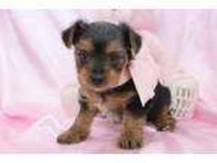 Yorkshire Terrier Puppy for sale in Summerfield, NC, USA