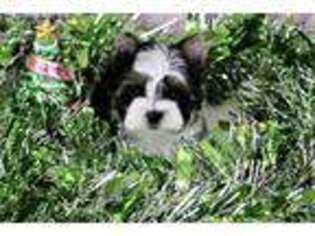 Biewer Terrier Puppy for sale in Baton Rouge, LA, USA