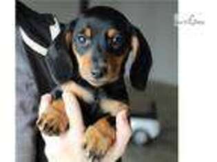 Dachshund Puppy for sale in Harrisburg, PA, USA