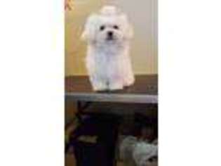 Maltese Puppy for sale in El Reno, OK, USA