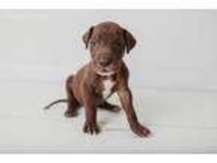 Great Dane Puppy for sale in Round Hill, VA, USA