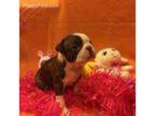 Boston Terrier Puppy for sale in Denison, TX, USA