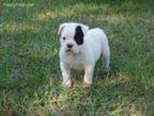 Olde English Bulldogge Puppy for sale in Dothan, AL, USA