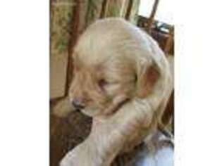 Golden Retriever Puppy for sale in Newville, PA, USA