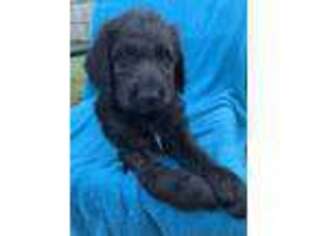 Labradoodle Puppy for sale in Wilmington, NC, USA