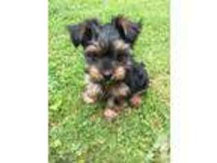 Yorkshire Terrier Puppy for sale in MOHEGAN LAKE, NY, USA