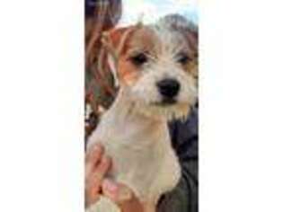 Jack Russell Terrier Puppy for sale in Palestine, TX, USA