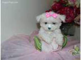 Maltese Puppy for sale in Jensen Beach, FL, USA