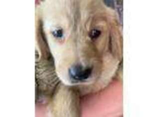 Golden Retriever Puppy for sale in Leominster, MA, USA