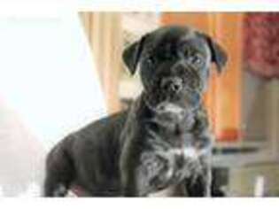 Mastiff Puppy for sale in Chesapeake, VA, USA