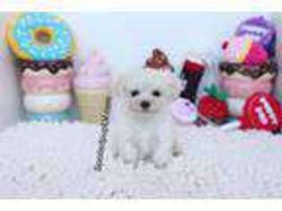 Maltese Puppy for sale in Las Vegas, NV, USA