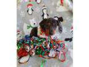 Dachshund Puppy for sale in Batesburg, SC, USA