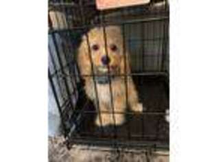 Cavapoo Puppy for sale in Litchfield Park, AZ, USA