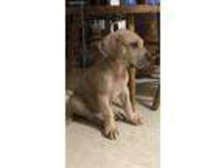 Great Dane Puppy for sale in Centre, AL, USA