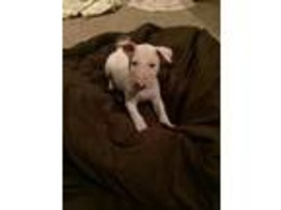 Bull Terrier Puppy for sale in Albion, IN, USA