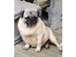 Pug Puppy for sale in Falls Mills, VA, USA