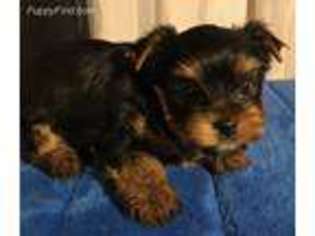 Yorkshire Terrier Puppy for sale in Zanesville, OH, USA