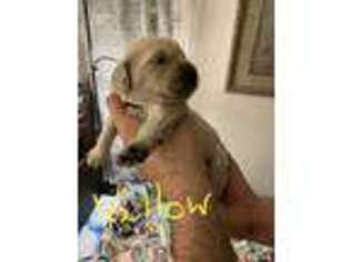 Goldendoodle Puppy for sale in El Segundo, CA, USA