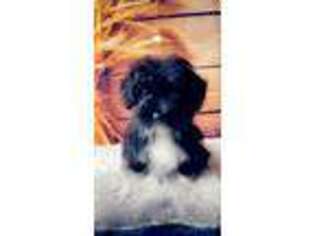 Shorkie Tzu Puppy for sale in Seven Springs, NC, USA