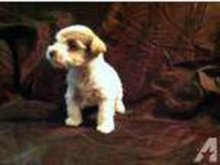 Pomeranian Puppy for sale in EATONVILLE, WA, USA