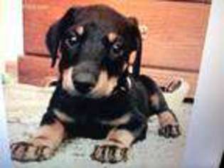 Doberman Pinscher Puppy for sale in Des Plaines, IL, USA