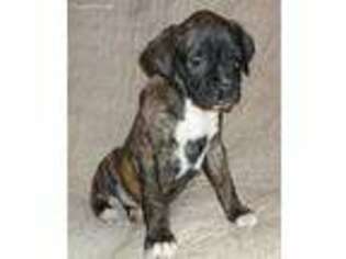 Boxer Puppy for sale in Troupsburg, NY, USA