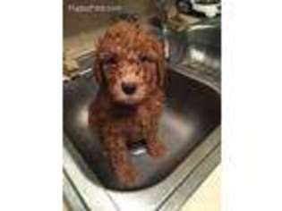 Goldendoodle Puppy for sale in Woodland Hills, CA, USA