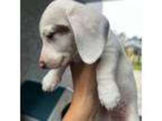 Dachshund Puppy for sale in Whittier, CA, USA