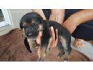 German Shepherd Dog Puppy for sale in Saint Cloud, FL, USA