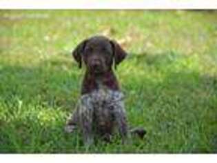 German Shorthaired Pointer Puppy for sale in Salisbury, MO, USA