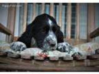 English Springer Spaniel Puppy for sale in Northport, AL, USA