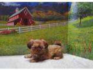 Mutt Puppy for sale in Nova, OH, USA