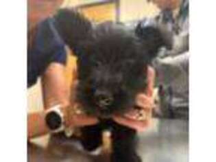Scottish Terrier Puppy for sale in Ada, MI, USA