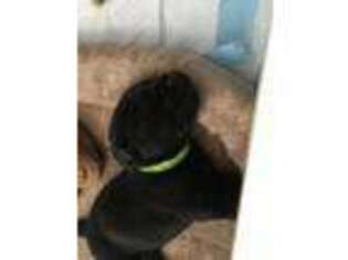 Labrador Retriever Puppy for sale in Murfreesboro, TN, USA