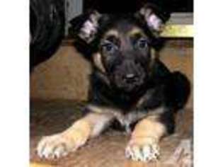 German Shepherd Dog Puppy for sale in ARCADIA, IN, USA