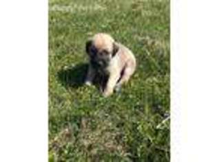 Bullmastiff Puppy for sale in Finlayson, MN, USA