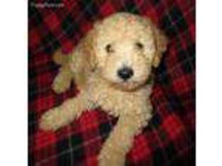Labradoodle Puppy for sale in Lincoln, AL, USA