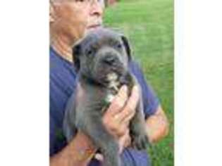Cane Corso Puppy for sale in Bridgeton, NJ, USA