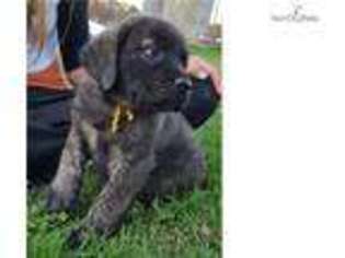 Mastiff Puppy for sale in Minneapolis, MN, USA