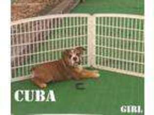 Bulldog Puppy for sale in Gilroy, CA, USA