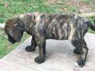 Mastiff Puppy for sale in Huffman, TX, USA