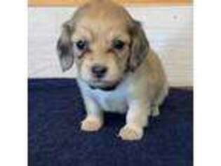 Dachshund Puppy for sale in Charleston, IL, USA