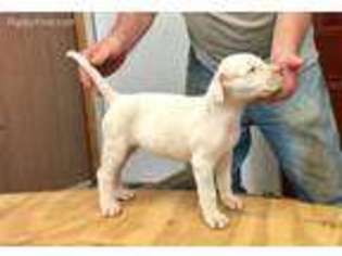 Dogo Argentino Puppy for sale in Ranger, TX, USA