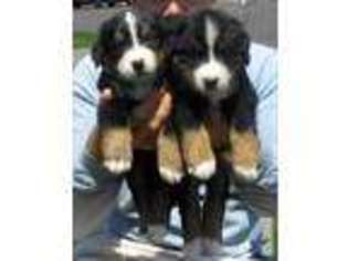 Bernese Mountain Dog Puppy for sale in PRICE, UT, USA