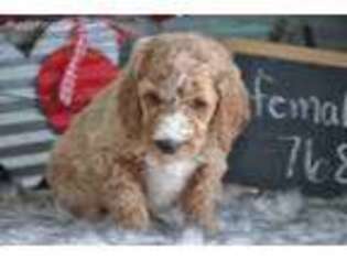 Goldendoodle Puppy for sale in Exline, IA, USA