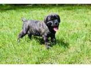 Cane Corso Puppy for sale in Wilbraham, MA, USA