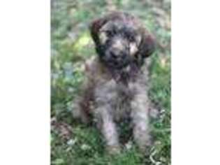 Goldendoodle Puppy for sale in Etowah, TN, USA